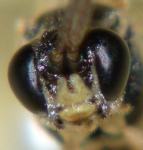 Ctenopelmatinae